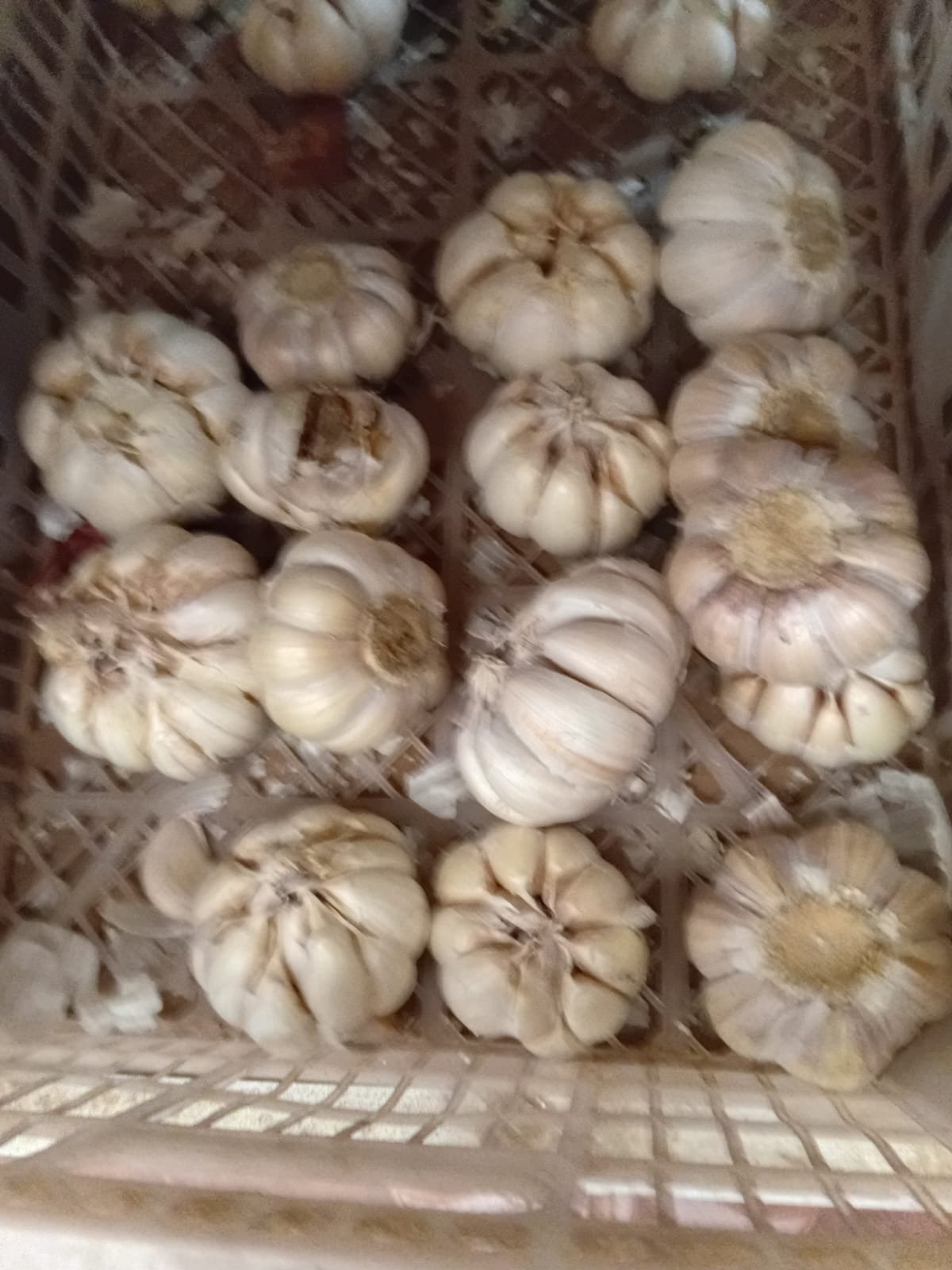 ຫົວຜັກທຽມ ໂລ